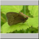 Maniola jurtina - Grosses Ochsenauge 05.jpg